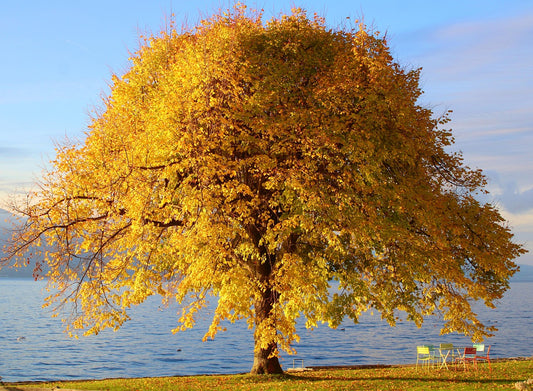 tree, autumn colors, nature wallpaper, beautiful nature, nature background, nature, water, fall, fall season, flora, plant, hd wallpaper